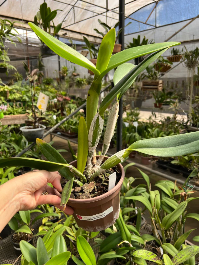 Orquídea Cattleya Excellency × Gigas – Adulta, Muitas com Espata (05/11/2025), Flor Grande e Perfumada