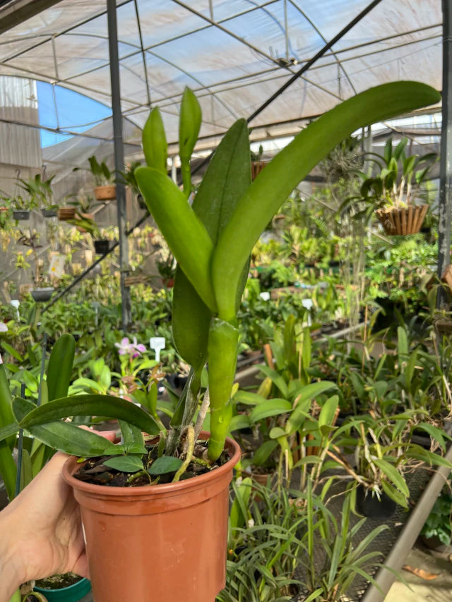 Orquídea Cattleya Gisele Bundchen – com Espata em 28/11/2025, Flor Elegante e Perfumada