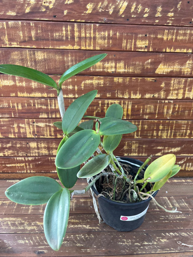 Orquídea Cattleya Granulosa X C. Aclandiae- Adulta e apta a floração