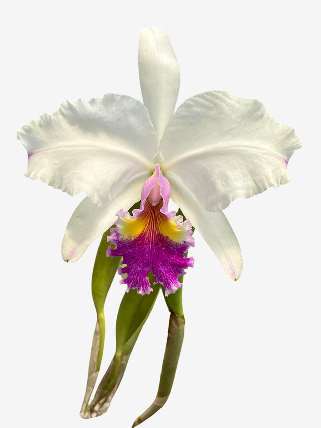 Orquídea Cattleya Jaguariúna × C. lueddemanniana semi-alba – Flor de Impacto | Com Espata ou Botões em 28/11/2025