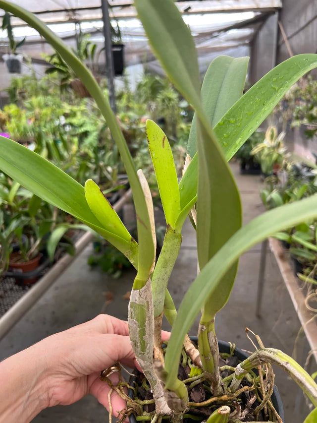 Orquídea Cattleya Jaguariúna × C. lueddemanniana semi-alba – Flor de Impacto | Com Espata ou Botões em 28/11/2025