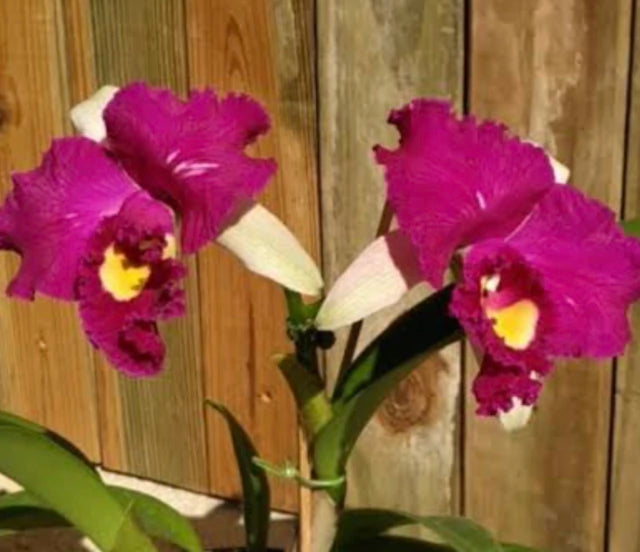 Orquídea Cattleya Moscombe X Blc Miya’s Glow - pré adulta, caso 10
