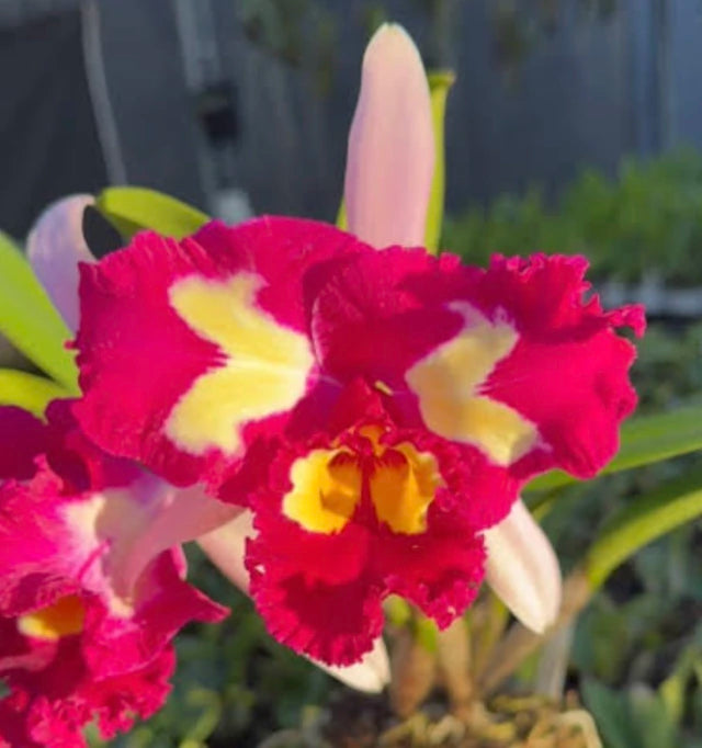 Orquídea Cattleya Moscombe X Blc Miya’s Glow - pré adulta, caso 10