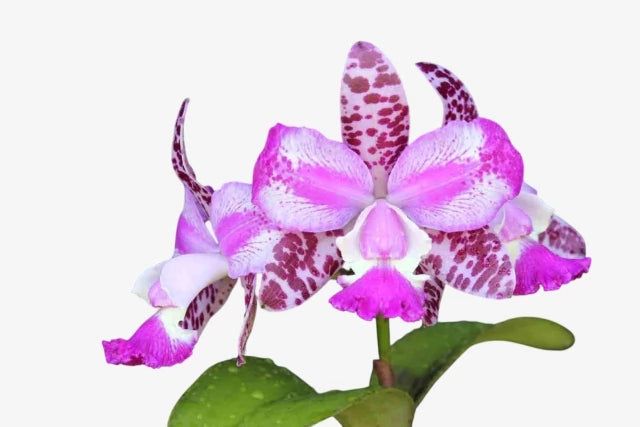 Orquidea Cattleya Penny Kuroda spots x cruzeiro do sul Ms 259 - adulta