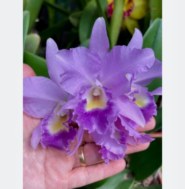 Orquídea Cattleya Portia Baronesa Coerulea Adulta | Esparta floral em 20.01.26