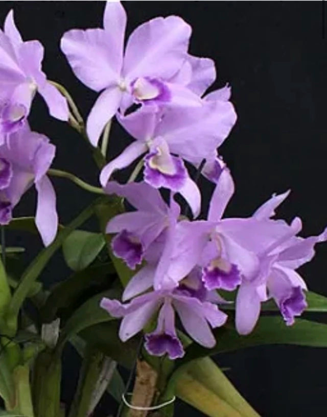 Orquídea Cattleya Portia Baronesa Coerulea Adulta | Esparta floral em 20.01.26