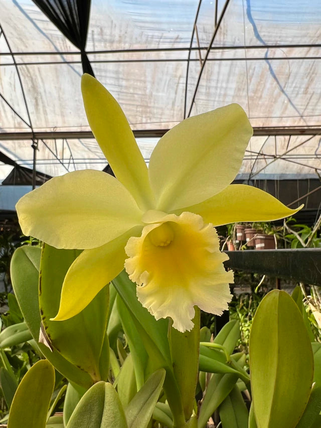Orquídea Cattleya Waikiki × Cattleya Digbyana – Flor de Impacto, com Espata em 08.12.25
