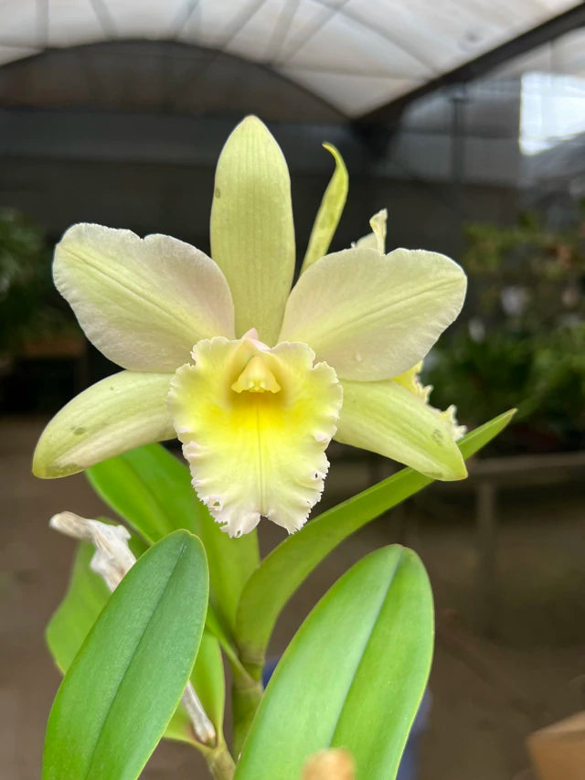Orquídea Cattleya Waikiki × Cattleya Digbyana – Flor de Impacto, com Espata em 08.12.25