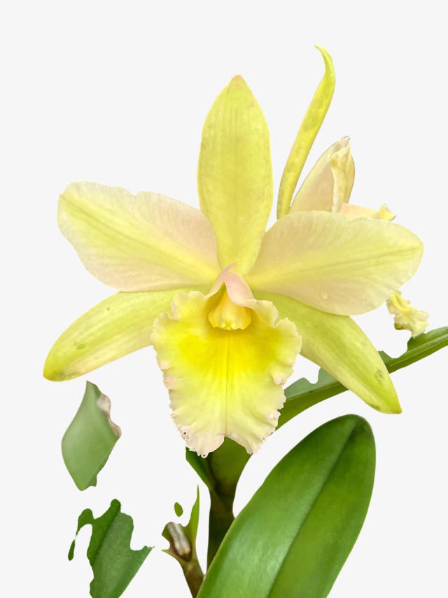 Orquídea Cattleya Waikiki × Cattleya Digbyana – Flor de Impacto, com Espata em 08.12.25