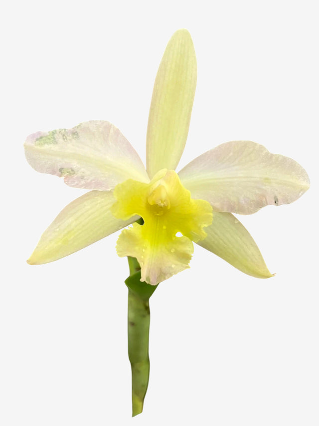 Orquídea Cattleya Waikiki × Cattleya Digbyana – Flor de Impacto, com Espata em 08.12.25