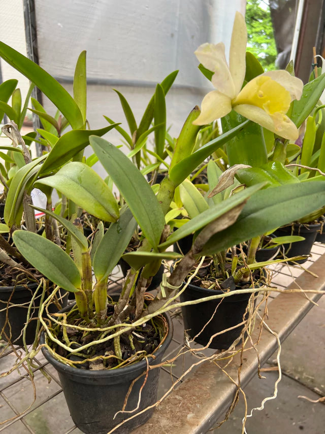 Orquídea Cattleya Waikiki × Cattleya Digbyana – Flor de Impacto, com Espata em 08.12.25