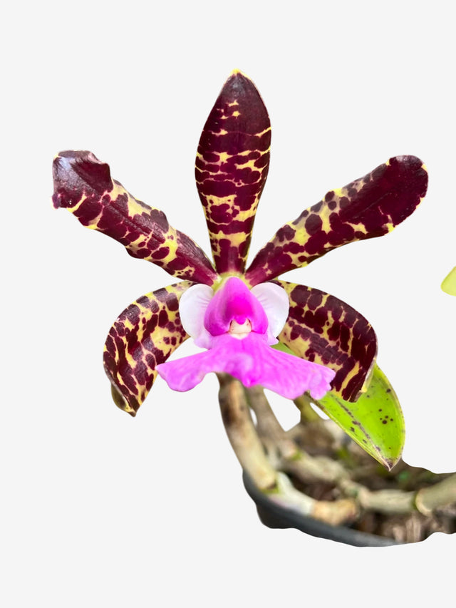 Orquídea Cattleya aclandiae ‘Nigrescens’ – Adulta, Algumas com Flor em 05/11/2025 | Flor Pintalgada e Perfumada