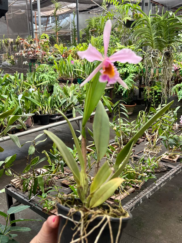 Orquídea Cattleya eldorado × C. dowiana áurea – com Flor em 30/11/2025, Flor com Labelo Marcante