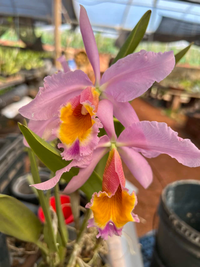 Orquídea Cattleya eldorado × C. dowiana áurea – com Flor em 30/11/2025, Flor com Labelo Marcante