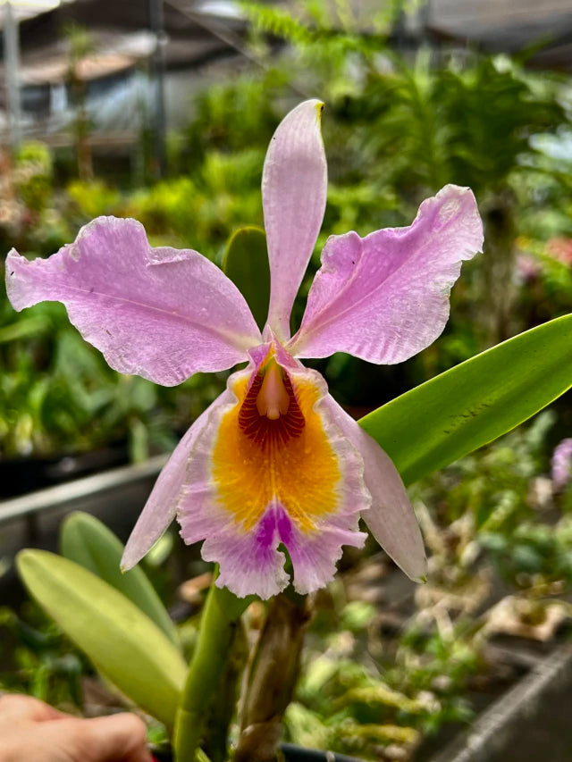 Orquídea Cattleya eldorado × C. dowiana áurea – com Flor em 30/11/2025, Flor com Labelo Marcante