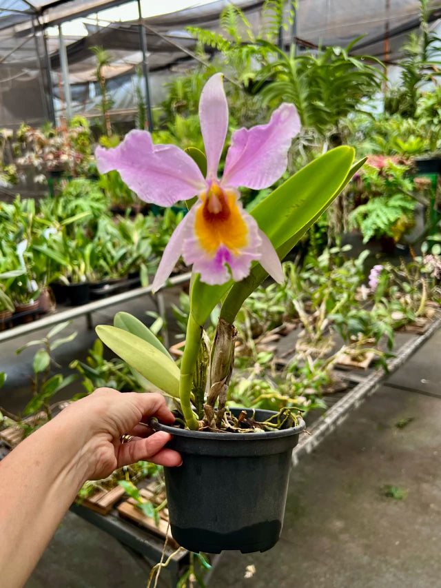 Orquídea Cattleya eldorado × C. dowiana áurea – com Flor em 30/11/2025, Flor com Labelo Marcante