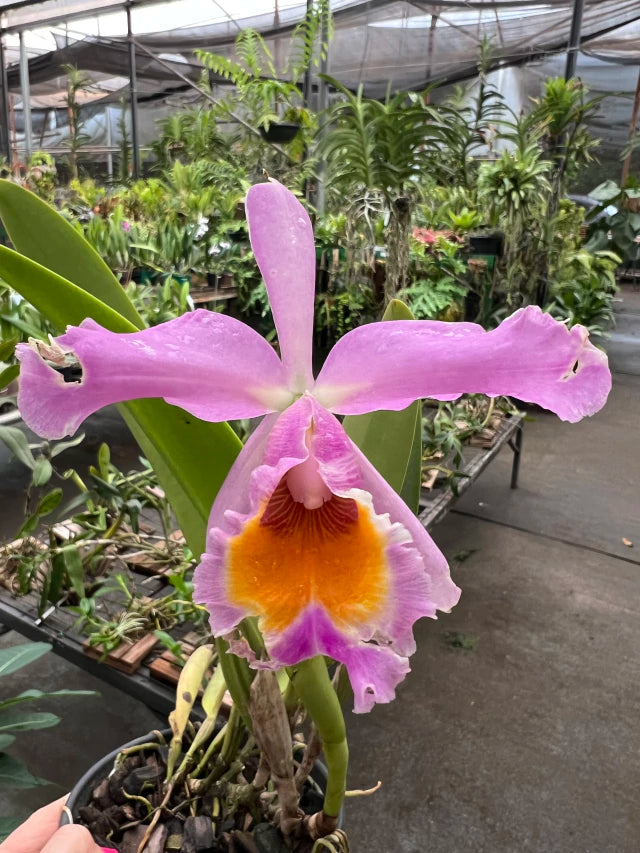 Orquídea Cattleya eldorado × C. dowiana áurea – com Flor em 30/11/2025, Flor com Labelo Marcante