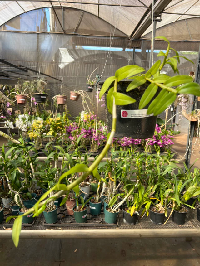 Orquídea Dendrobium Anosmum Alba - Apta à Floração, Enviada Plantada no Vaso