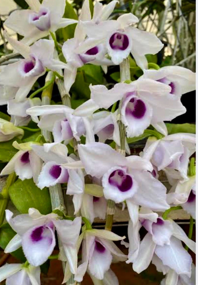 Orquídea Dendrobium anosmum coerulea – Adulta e Apta à Floração, Flor Perfumada em Hastes Pendentes
