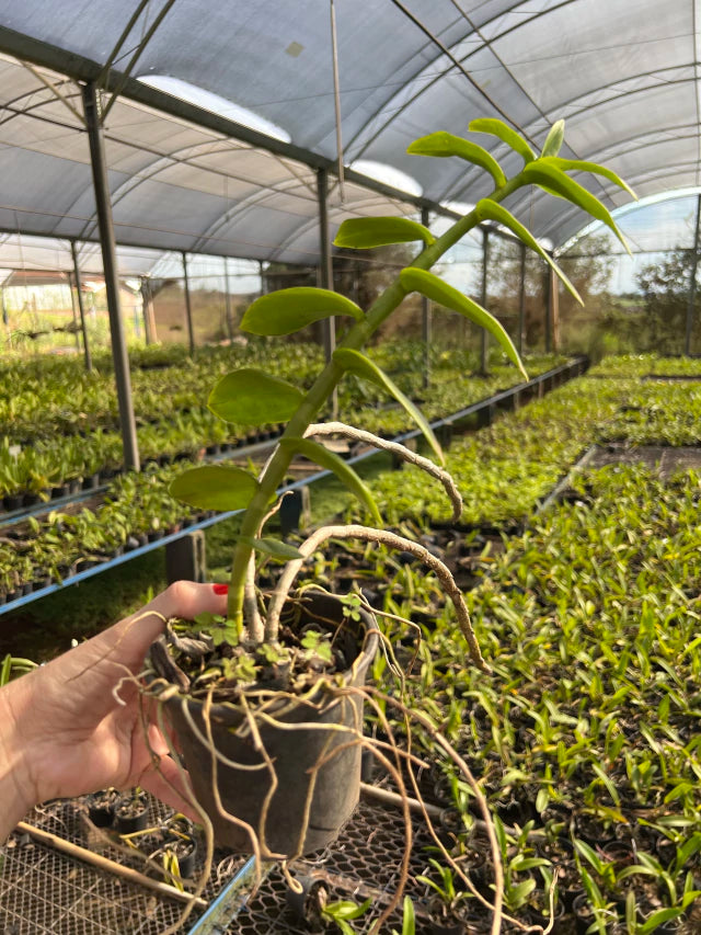 Orquídea Dendrobium anosmum coerulea – Adulta e Apta à Floração, Flor Perfumada em Hastes Pendentes