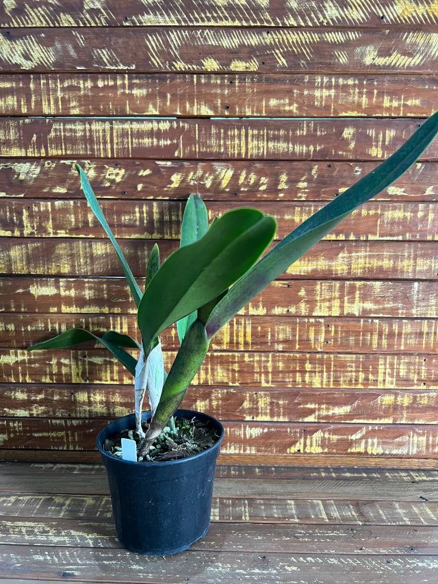 Orquídea Laelia tenebrosa - algumas com Espata – Adulta e Apta à Floração