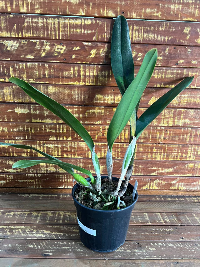 Orquídea Laelia tenebrosa - algumas com Espata – Adulta e Apta à Floração