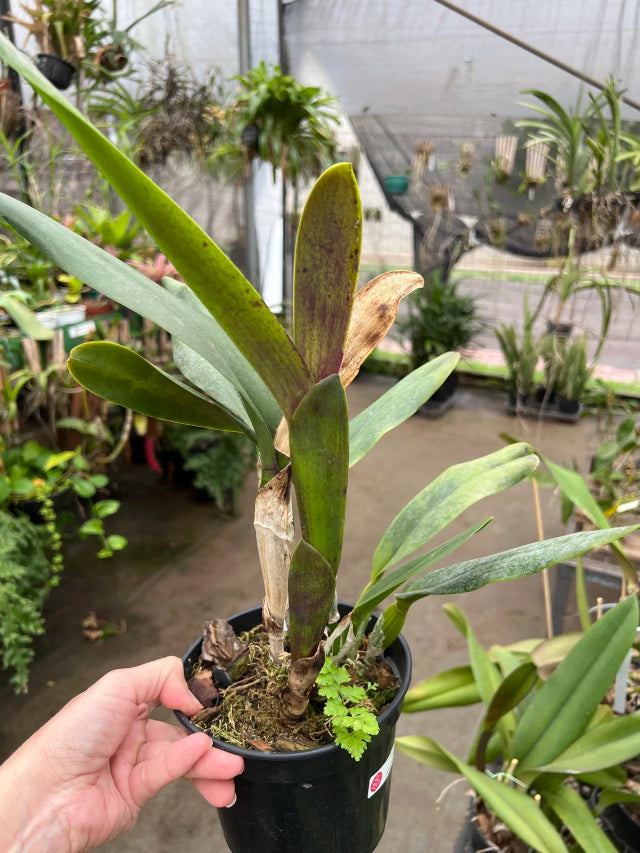 Orquídea Laelia tenebrosa - algumas com Espata – Adulta e Apta à Floração
