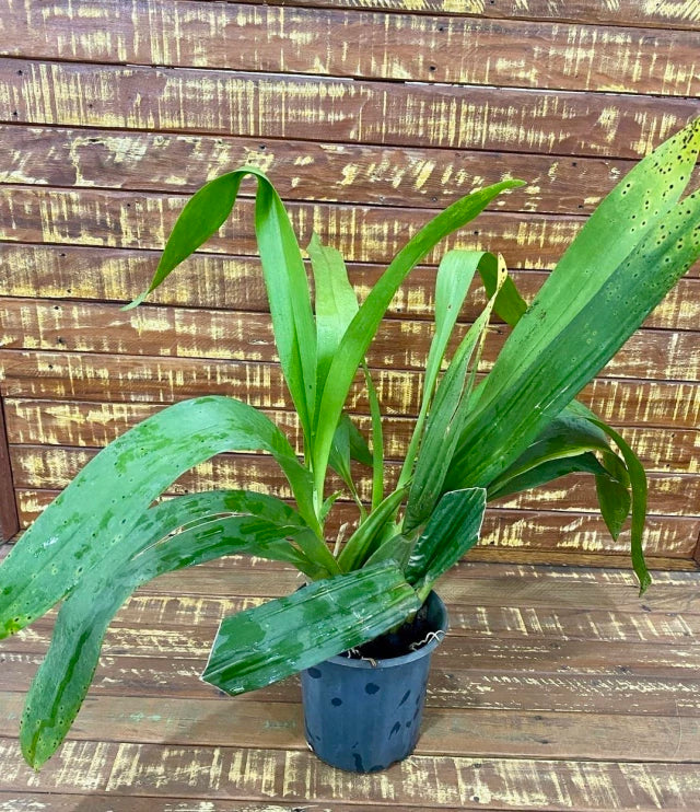 Orquídea Oncidium diversas espécies, adultas e sem flores