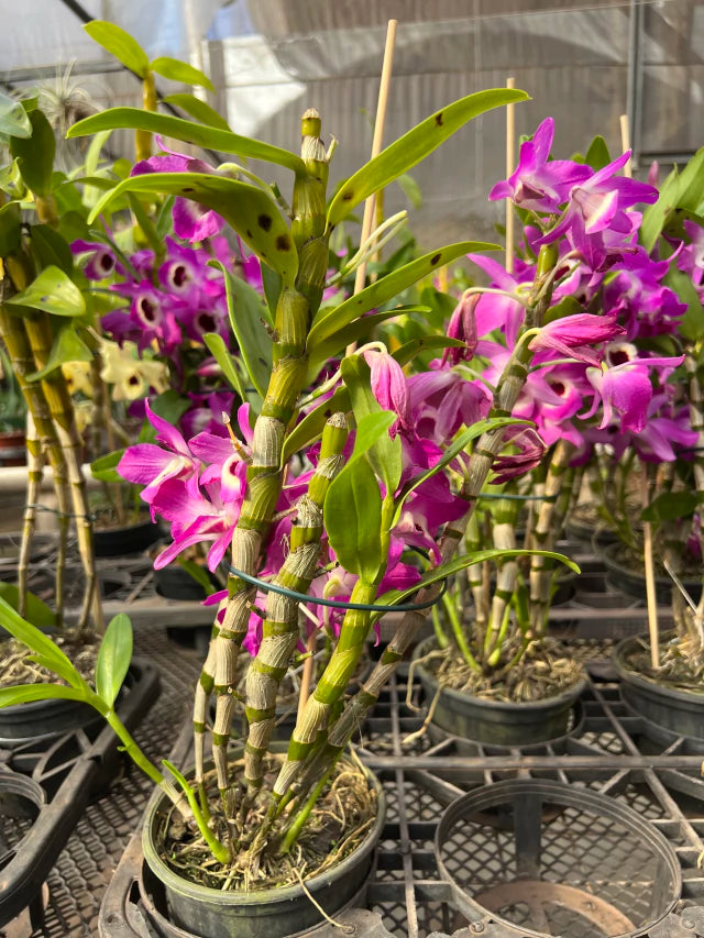 Orquídea de Dendrobium Nobile pink com roxo - flores em 12.09.25