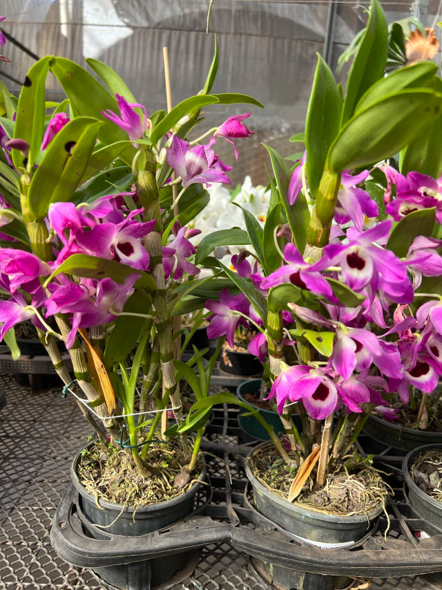 Orquídea de Dendrobium Nobile pink com roxo - flores em 12.09.25