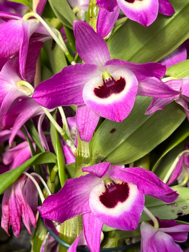 Orquídea de Dendrobium Nobile pink com roxo - flores em 12.09.25