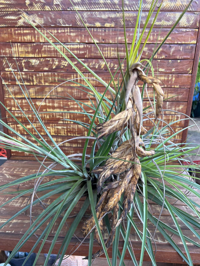 Tillandsia wisdomiana (coleção Ju)