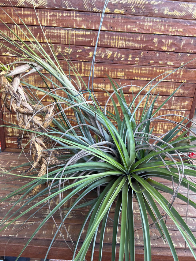 Tillandsia wisdomiana (coleção Ju)