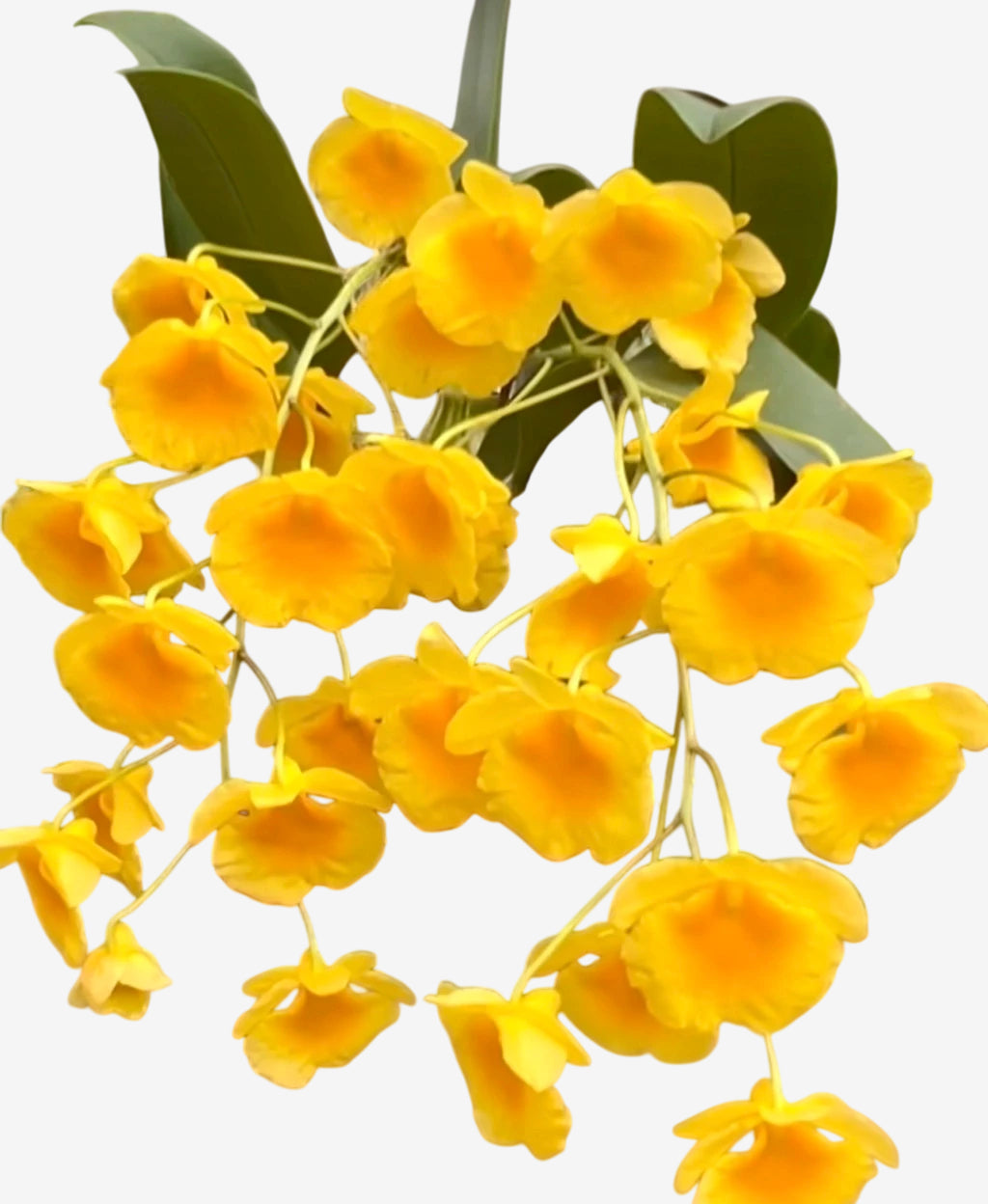 Orquídea Dendrobium Agregatum - Adulta e Apta à Floração