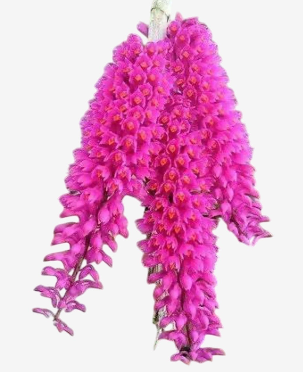 Flor Orquídea Dendrobium Secundum ( pink ou branca) - Mudinha saudável e pronta para crescer
