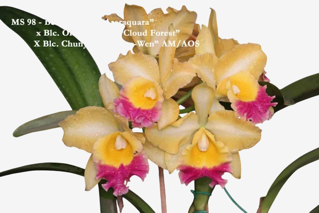 Orquídea Cattleya Turandot × Orange Show × Chunyeh (98) – Adulta e Apta à Floração, Flor de Tons Quentes e Impacto Visual