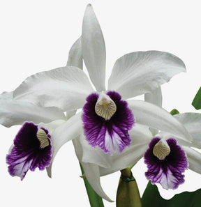 Orquídea Laelia purpurata Roxo Bispo Violeta – Adulta e Apta à Floração