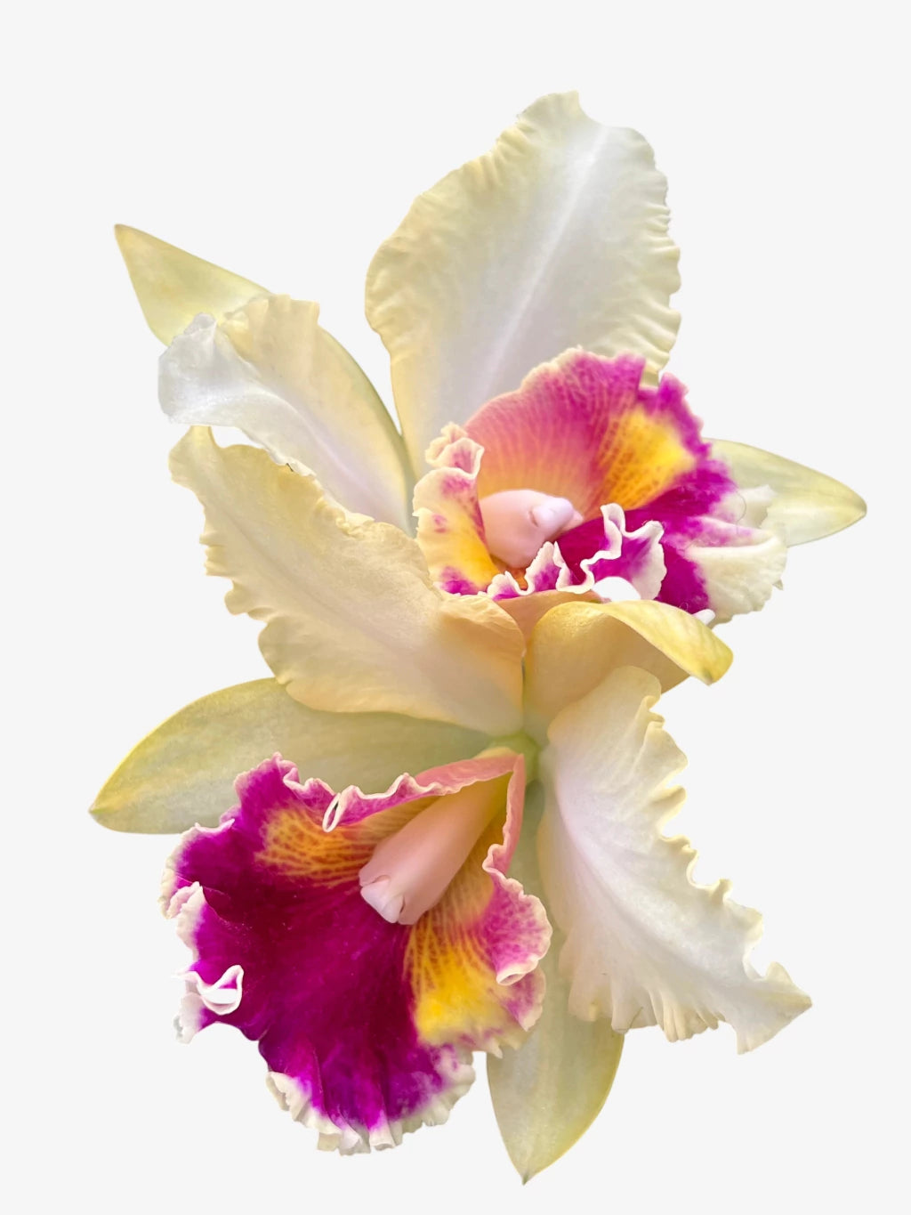 Orquídea Pot. Queen of Carnival – Flor Vibrante, Adulta e Apta à Floração