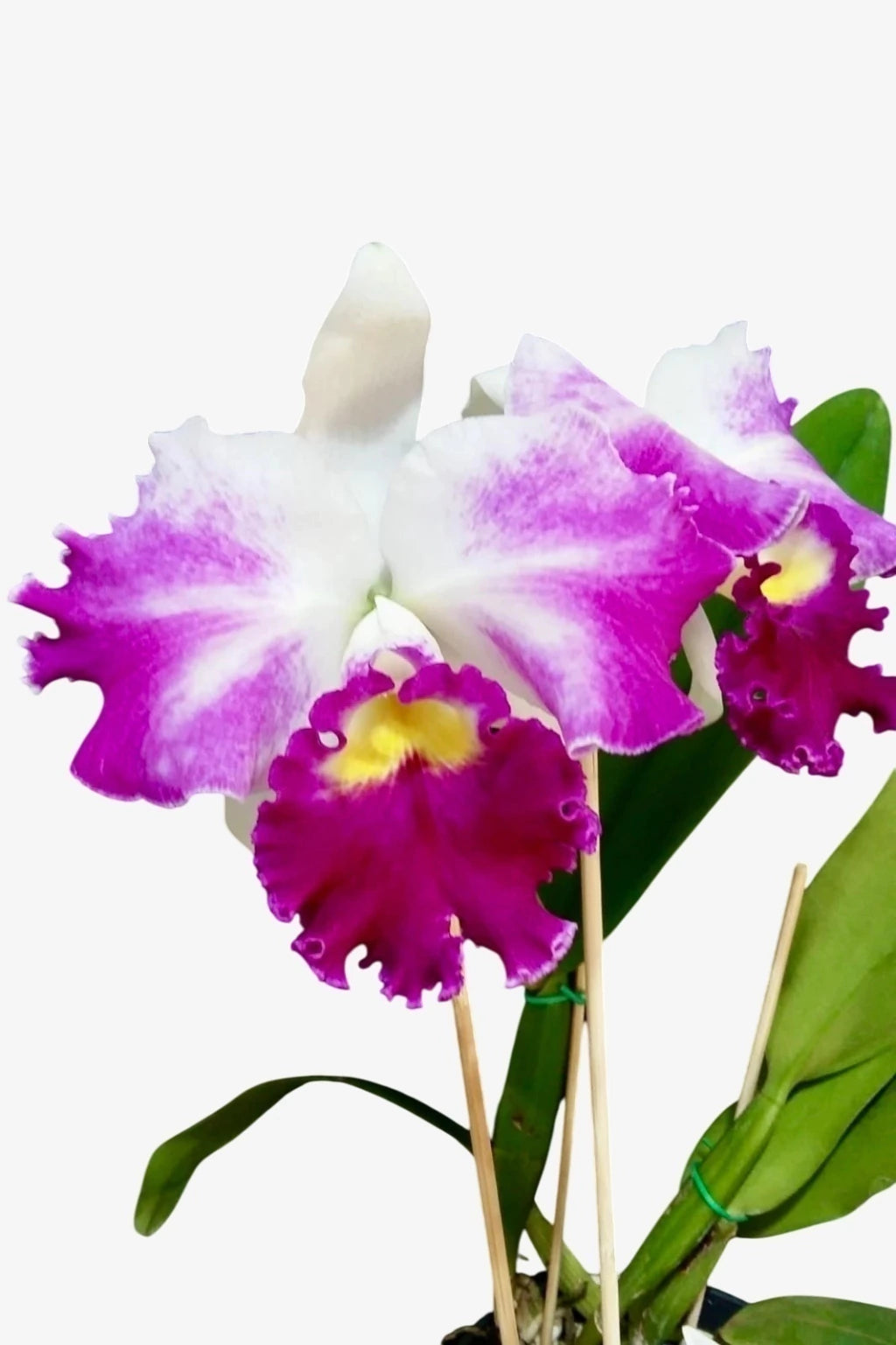 Orquídea Lc Mildred Rives X Lc Ecstasy x Blc Empress of Mercury - Adulta e Apta a flor (273)