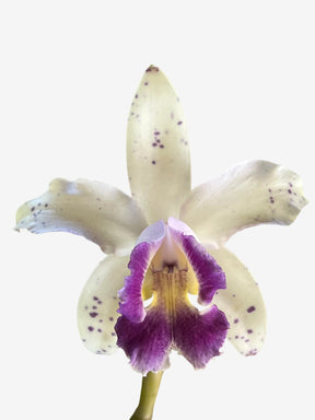 Flor Orquídea Cattleya Interglossa Coeruela – Adulta | Beleza rara com toque azulado