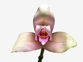 Orquídea Anguloa (Lycaste) Rosa – Adulta e Apta à Floração, Flor em Formato de Tulipa | Em Brotação 10/2025
