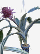 romélia Aechmea fasciata albo marginata - Adulta e Apta à Floração