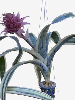 romélia Aechmea fasciata albo marginata - Adulta e Apta à Floração