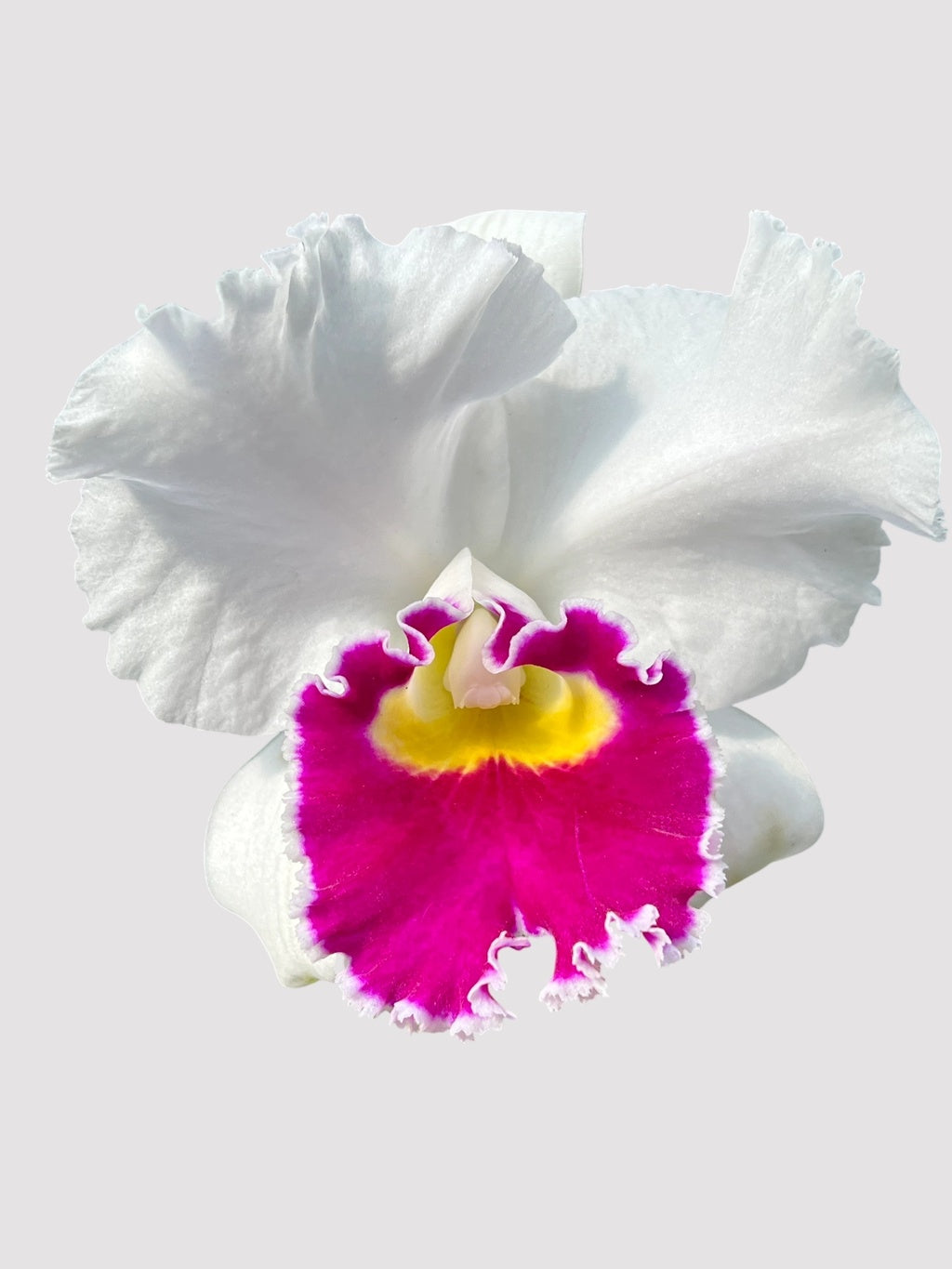 Orquídea Lc. Melody Fair "Mishima" - Adulta e Pronta para Replantio