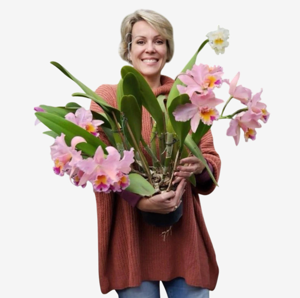 Orquídea Blc. George King ‘Serendipity’ – Flor Imponente, Adulta e Apta à Floração