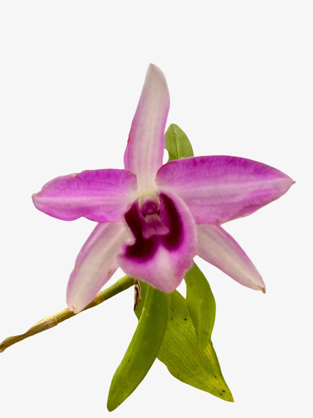 Orquídea Dendrobium Anosmum tipo (02) – Adulta, Apta à Floração, Enviada Plantada no Vaso