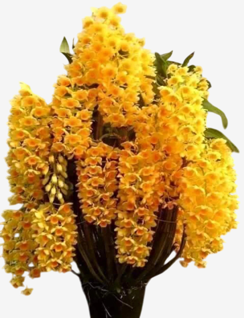 Dendrobium Densiflorum - Orquídea Adulta e Apta à Floração (1091)