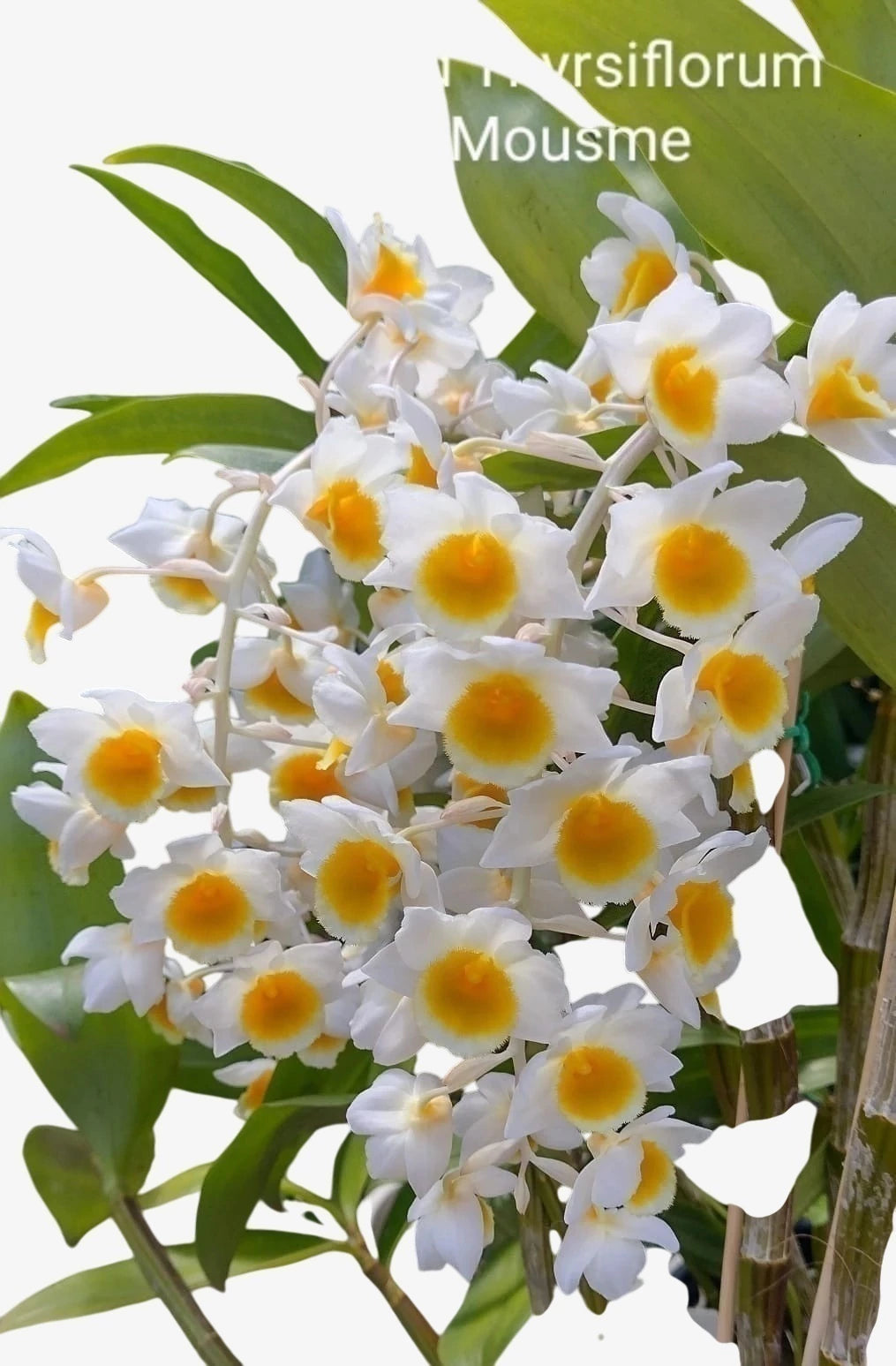 Orquídea Dendrobium Thyrsiflorum x Mousme | Adulta Porte Grande (1021)