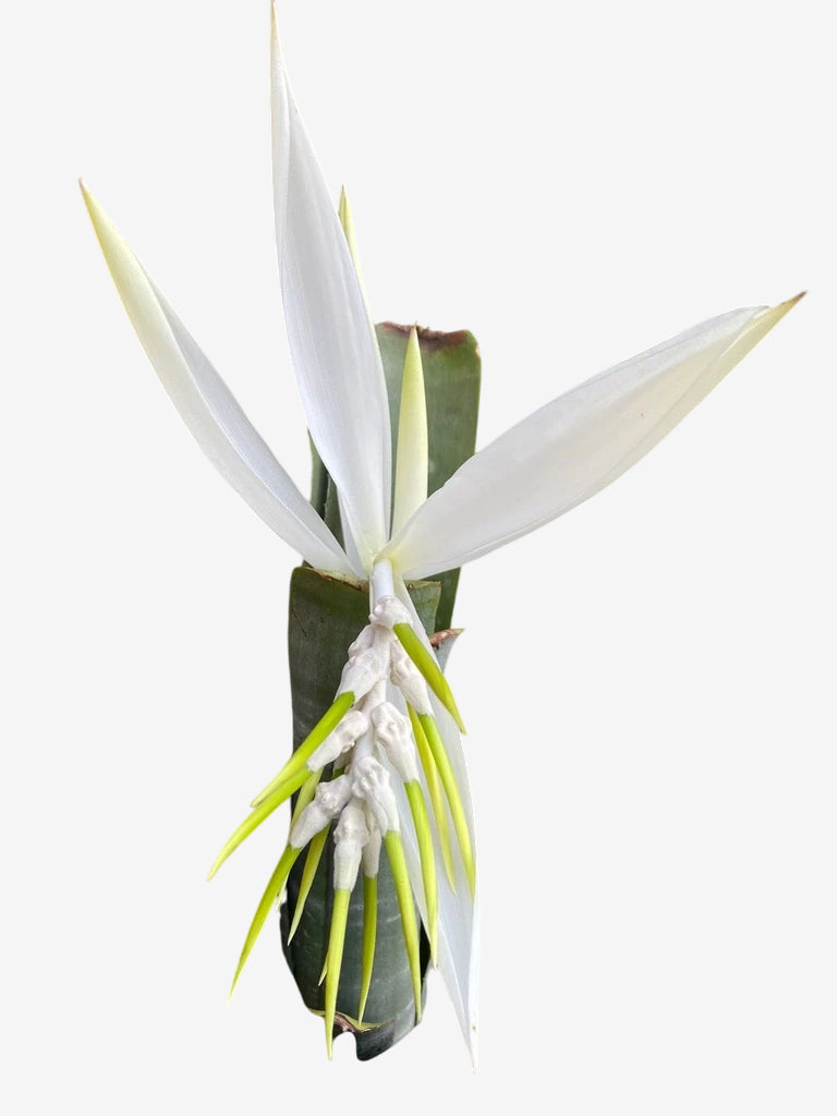 Bromélia Billbergia zebrada - Apta à Floração e Pronta para Brilhar!