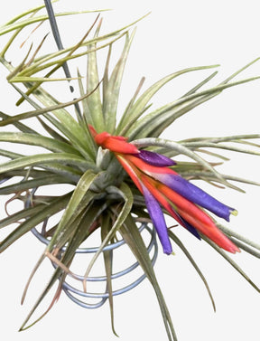 Tillandsia Spinosae - Planta Adulta Importada da Ásia